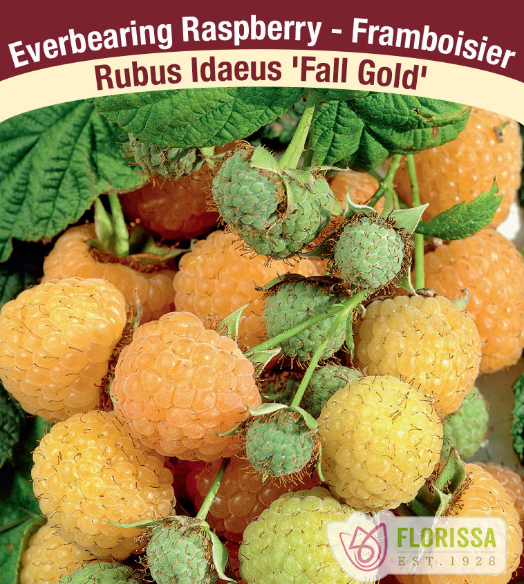 Raspberry Everbearing - Fall Gold Bulk