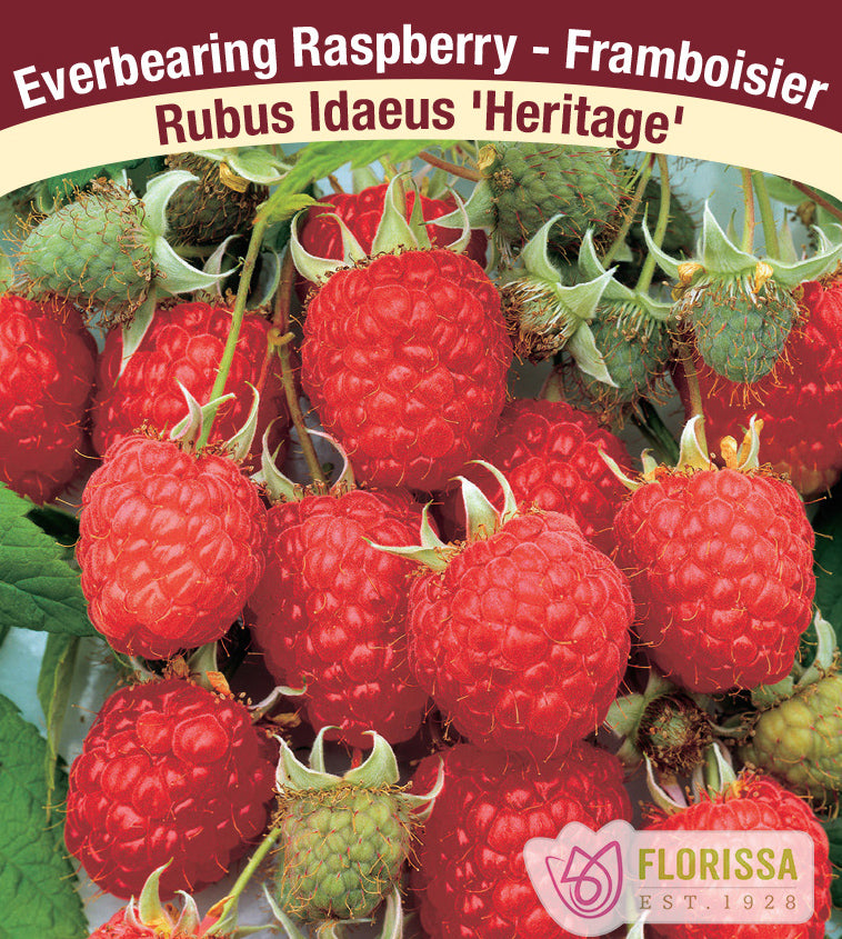 Raspberry Everbearing - Heritage Bulk