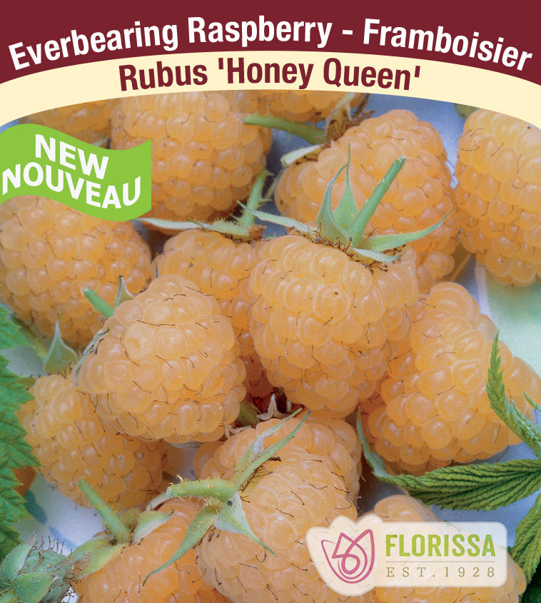 Raspberry Everbearing - Honey Queen Bulk