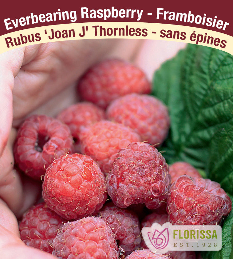 Raspberry Everbearing - Joan J Bulk
