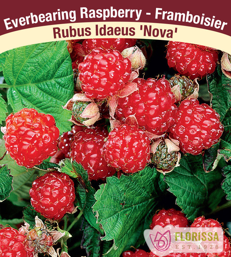 Raspberry Everbearing - Nova Bulk
