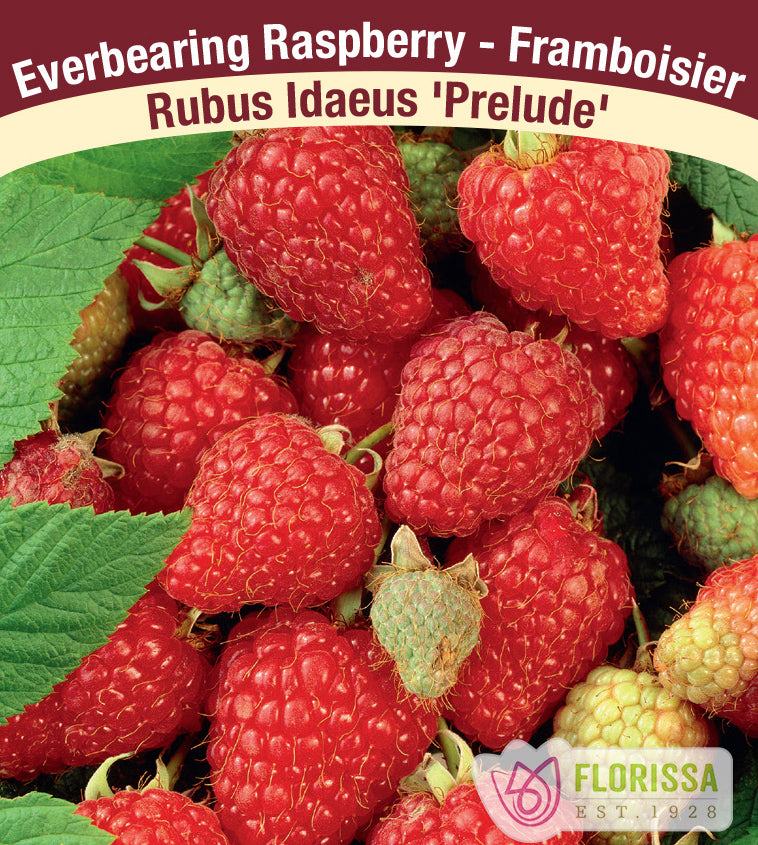 Raspberry Everbearing - Prelude Bulk