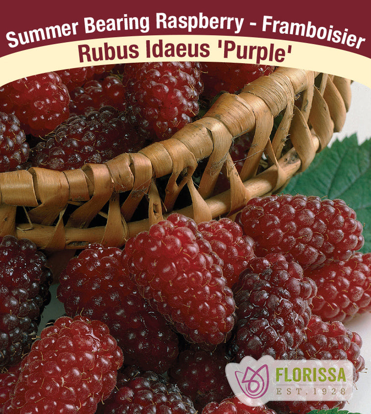 Raspberry Summer Bearing - Purple Bulk
