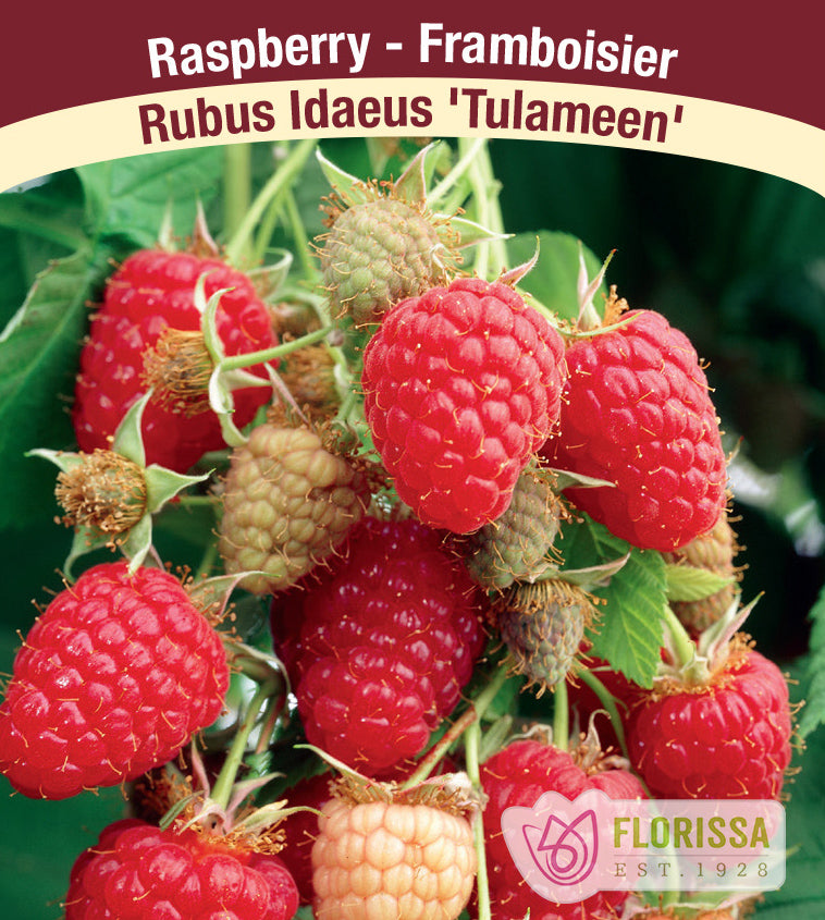 Raspberry Summer Bearing - Tulameen Bulk