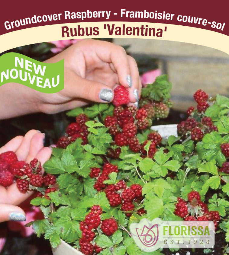 Raspberry Groundcover - Valentina Retail Pot
