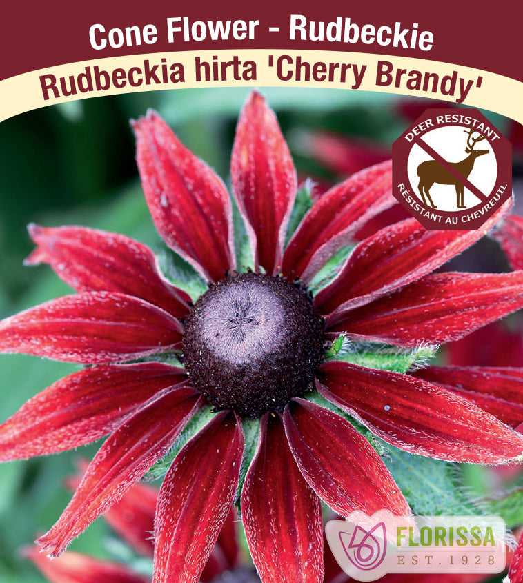Rudbeckia - hirta Cherry Brandy