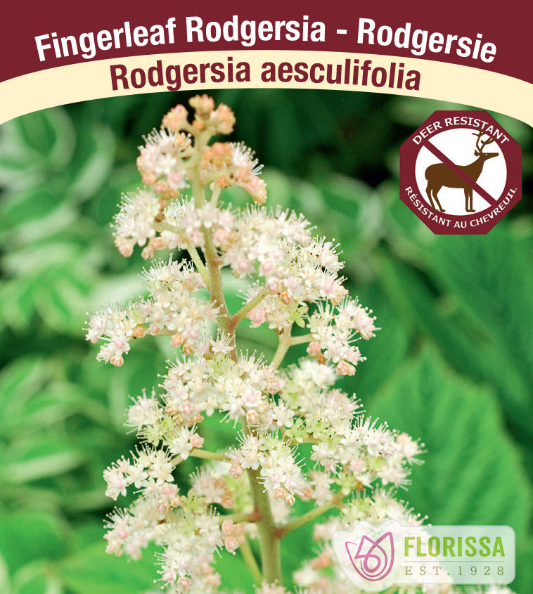 Rodgersia- aesculifolia
