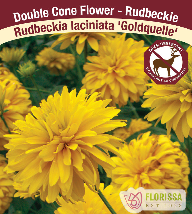 Rudbeckia - laciniata Goldquelle