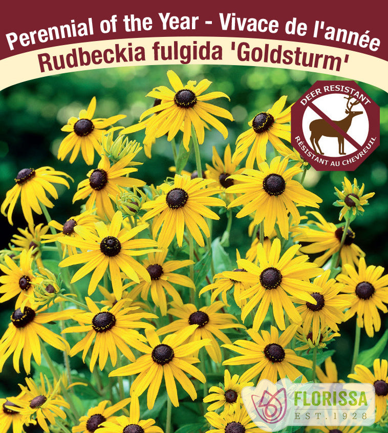 Rudbeckia - fulgida Goldsturm