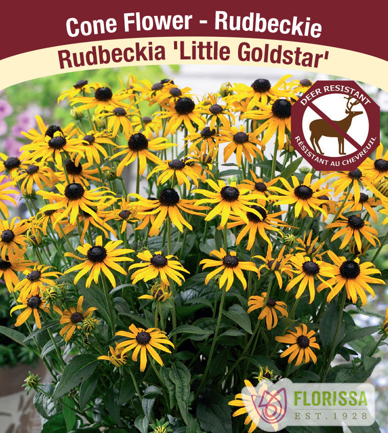 Rudbeckia - fulgida Little Gold Star