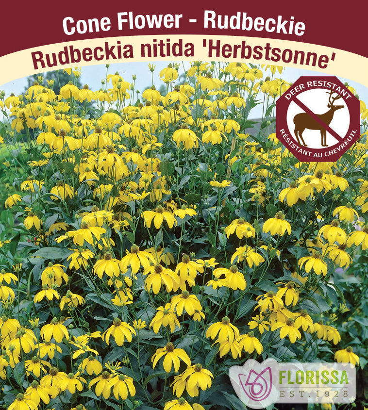 Rudbeckia - nitida Herbstonne