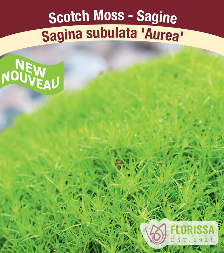 Sagina - subulata Aurea