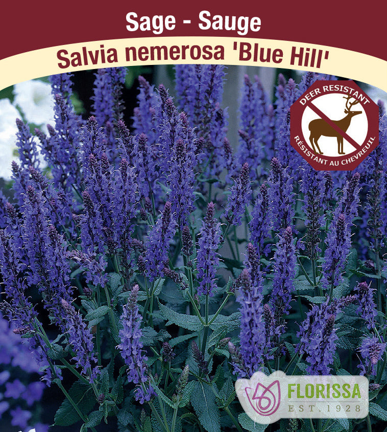 Salvia - nem. Blue Hill