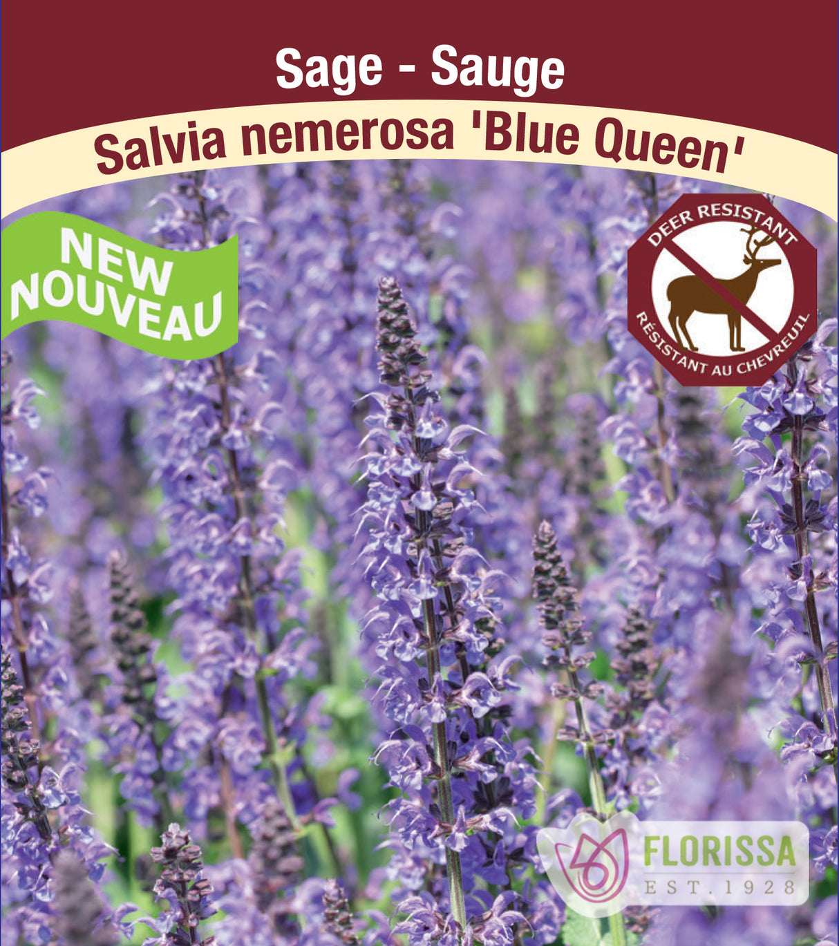 Salvia - nem. Blue Queen