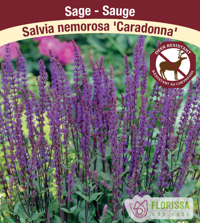Salvia - nem. Caradonna
