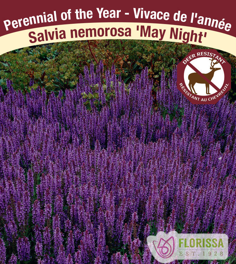 Salvia - nem. May Night