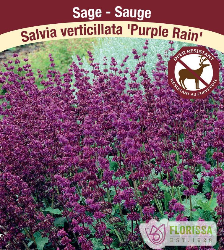 Salvia - vert. Purple Rain