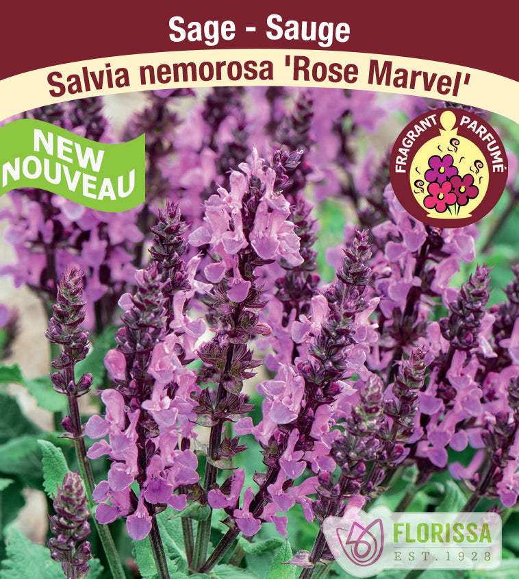 Salvia - nem. Rose Marvel