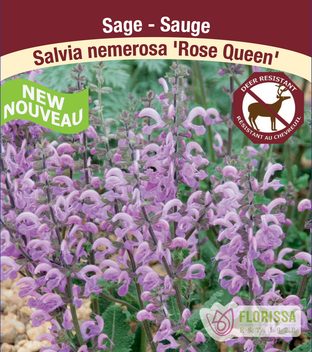 Salvia - nem. Rose Queen