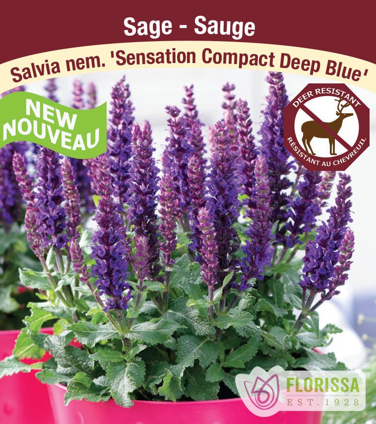 Salvia - nem. Sensation Compact Deep Blue