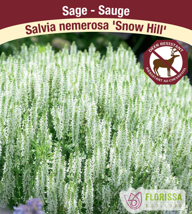 Salvia - nem. Snow Hill