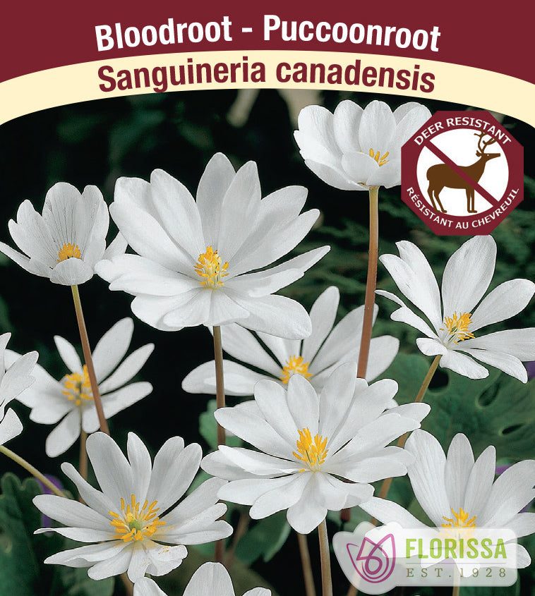 Sanguineria canadensis