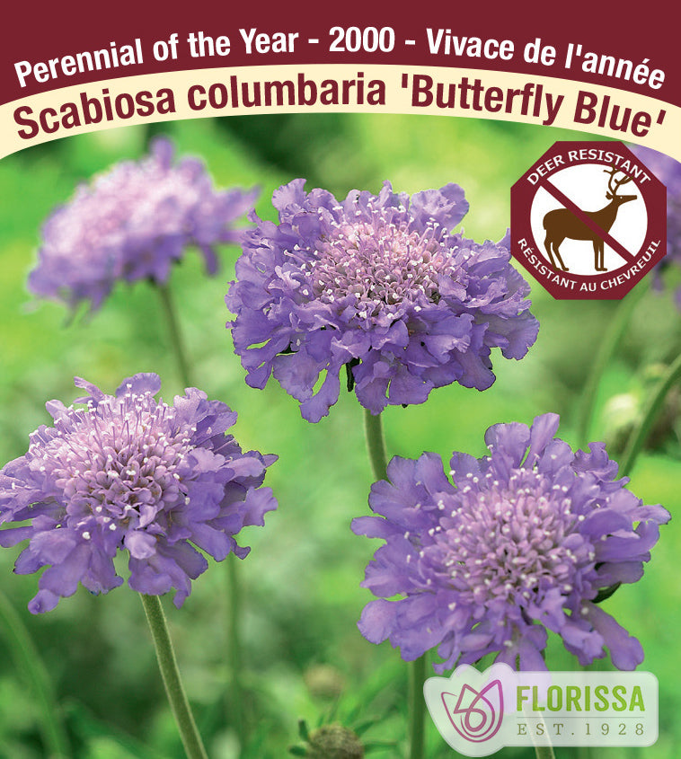Scabiosa - col. Butterfly Blue