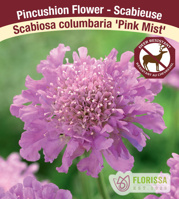 Scabiosa - col. Pink Mist