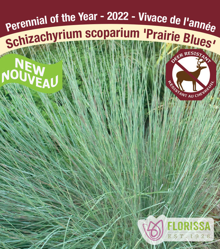 Schizachyrium - scoparium Prairie Blues