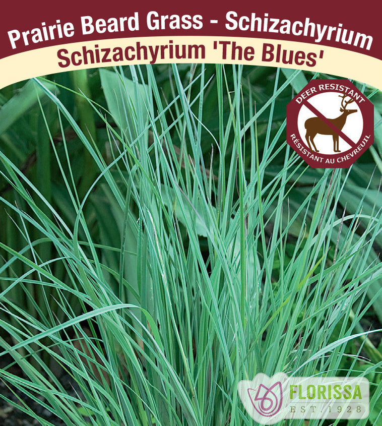 Schizachyrium - scoparium The Blues