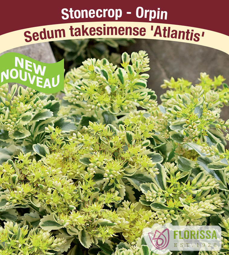 Sedum - Atlantis