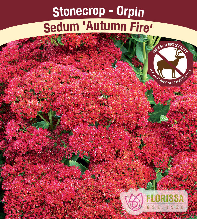 Sedum - Autumn Fire