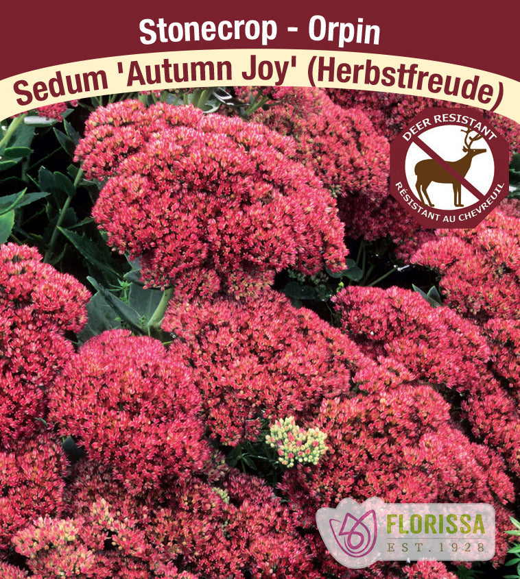Sedum - Autumn Joy