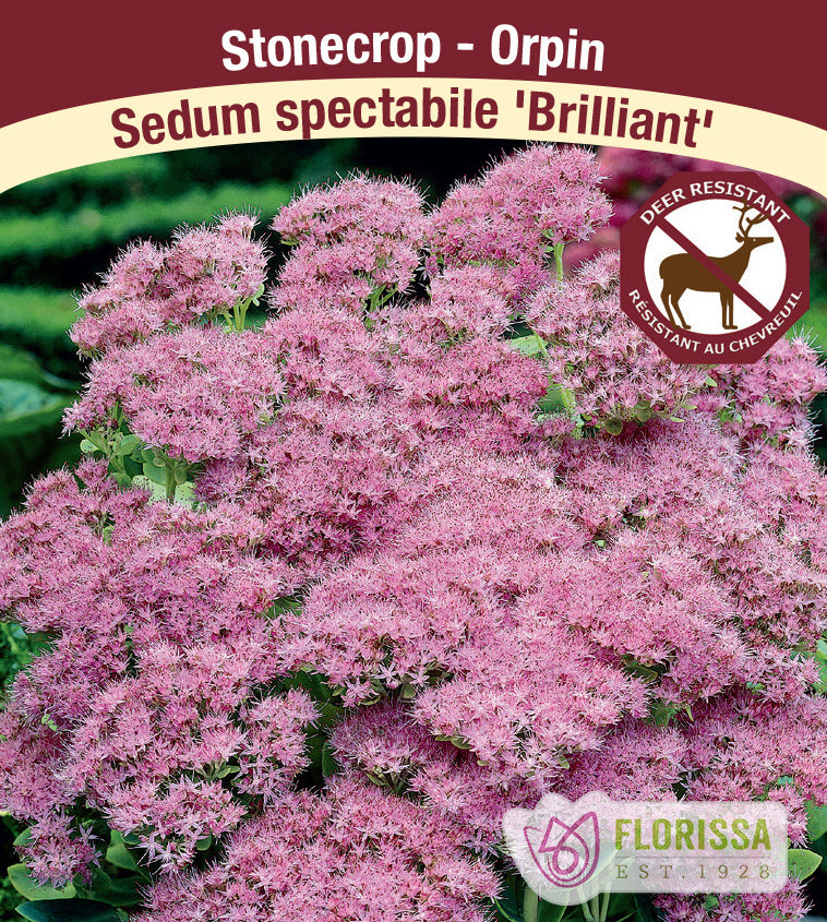 Sedum - Brilliant