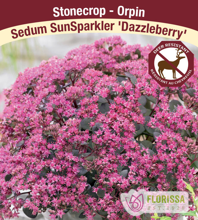 Sedum - SunSparkler Dazzle Berry