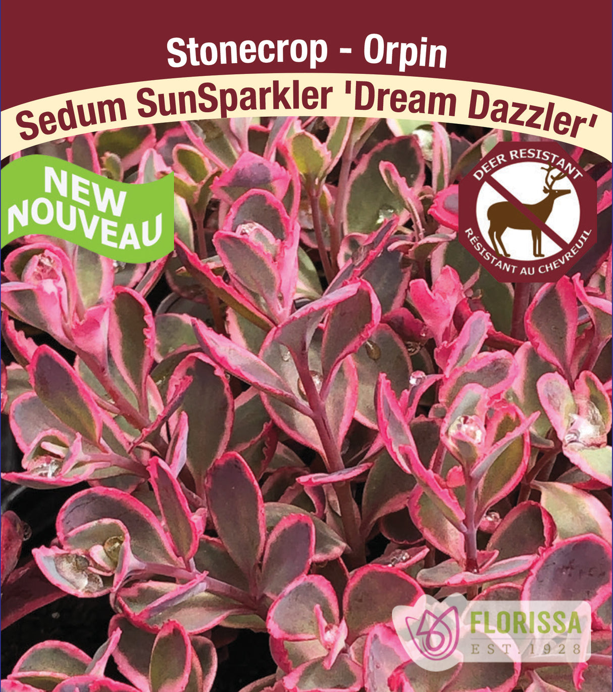 Sedum - SunSparkler Dream Dazzler