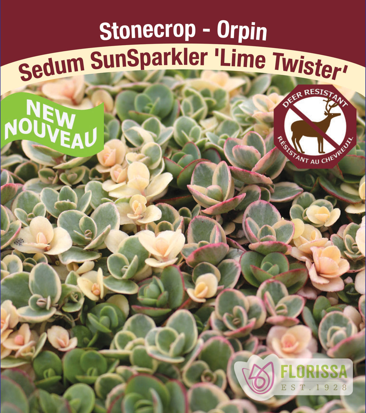 Sedum - SunSparkler Lime Twister