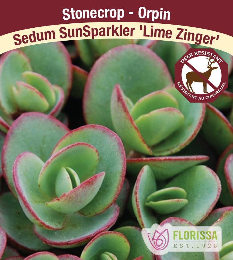Sedum - SunSparkler Lime Zinger