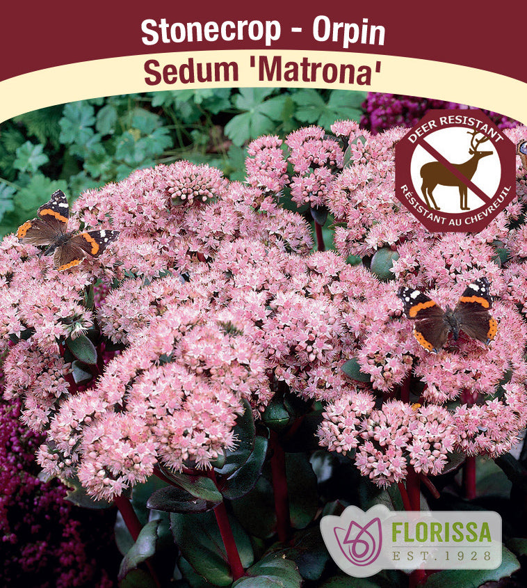 Sedum - Matrona
