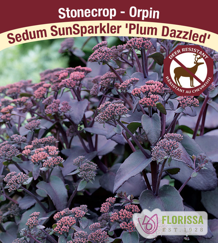 Sedum - SunSparkler Plum Dazzled
