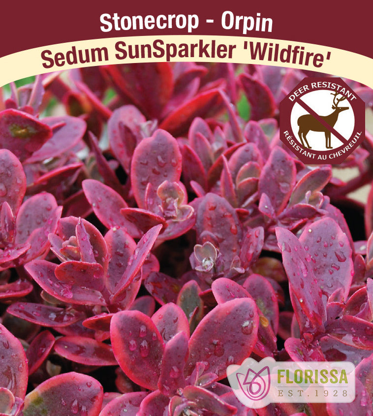 Sedum - SunSparkler Wildfire
