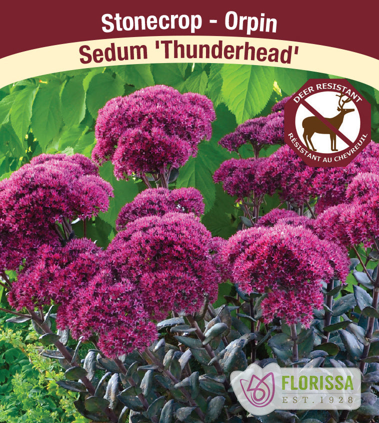 Sedum - Thunderhead