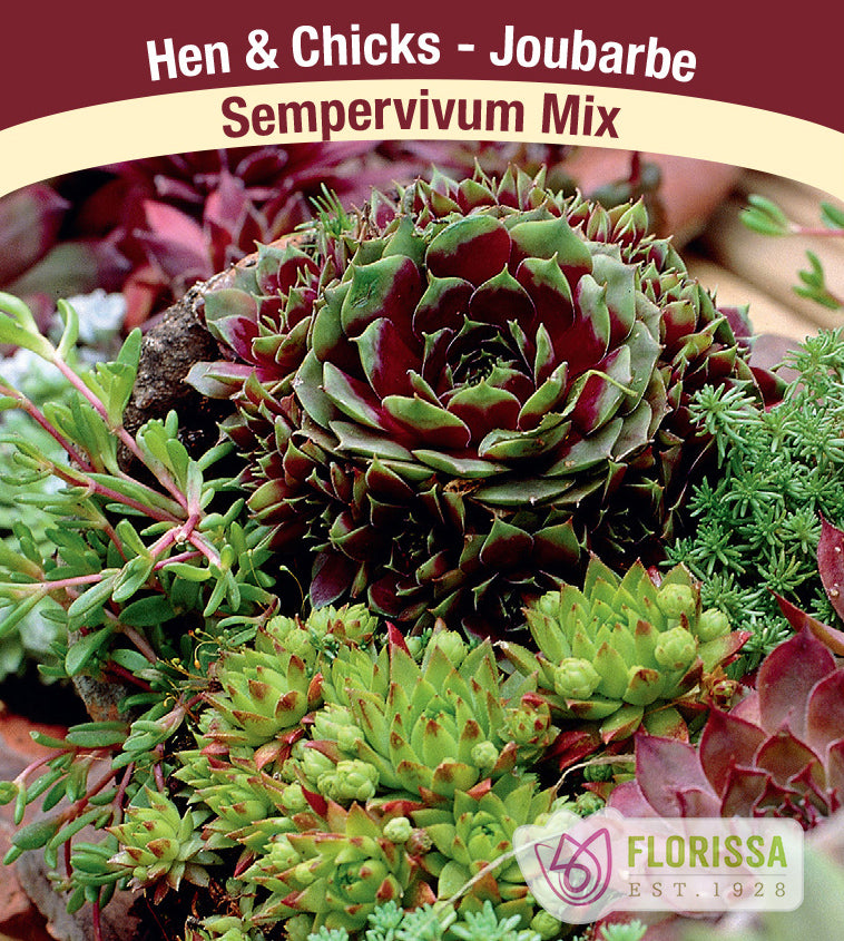 Sempervivum Mix