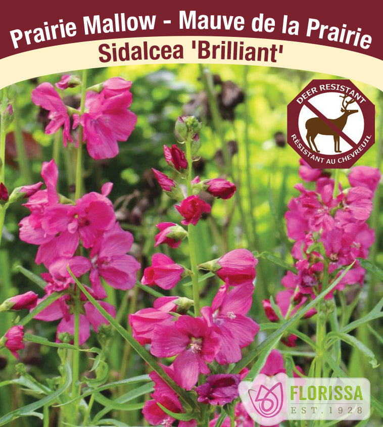 Sidalcea - Brilliant