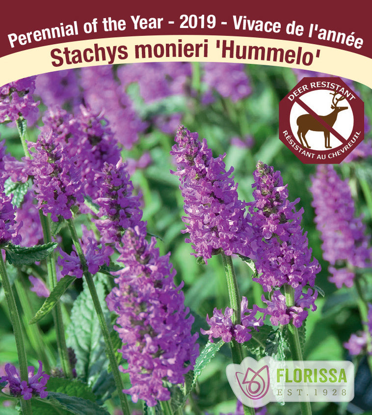 Stachys - monieri Hummelo