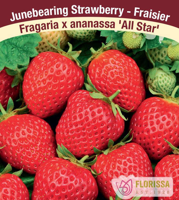 Strawberry Junebearing - All Star Retail