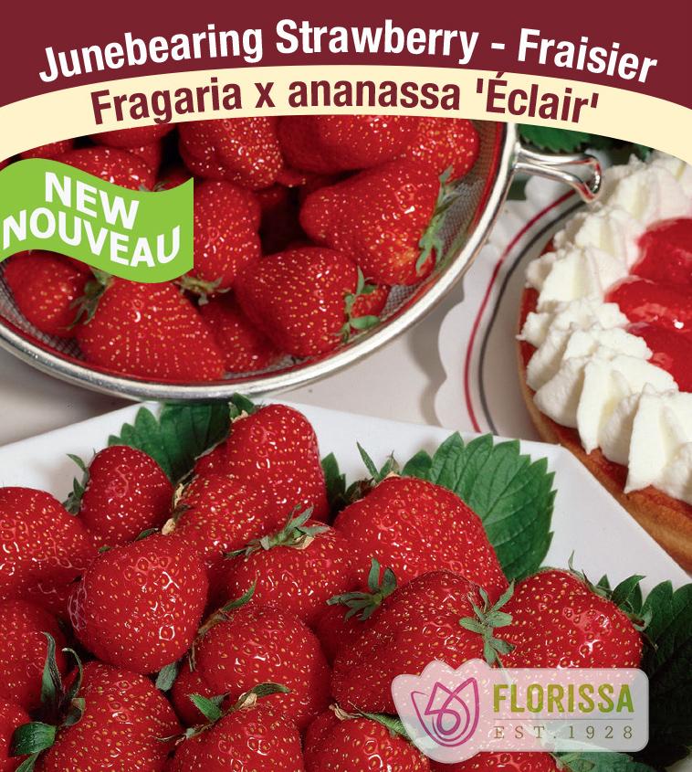Strawberry Junebearing - Éclair Bulk 250
