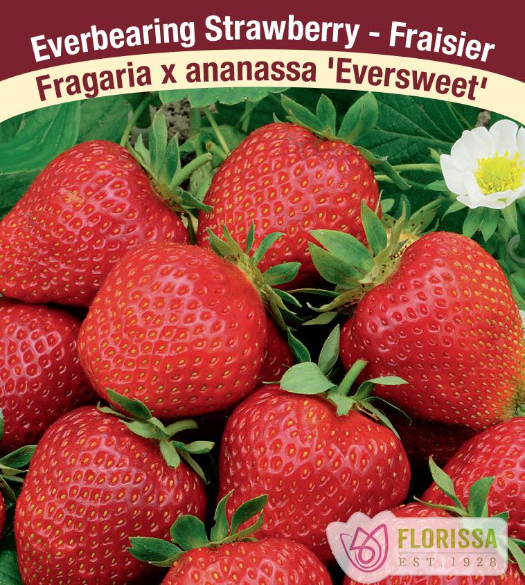 Strawberry Everbearing - Eversweet Bulk 1500