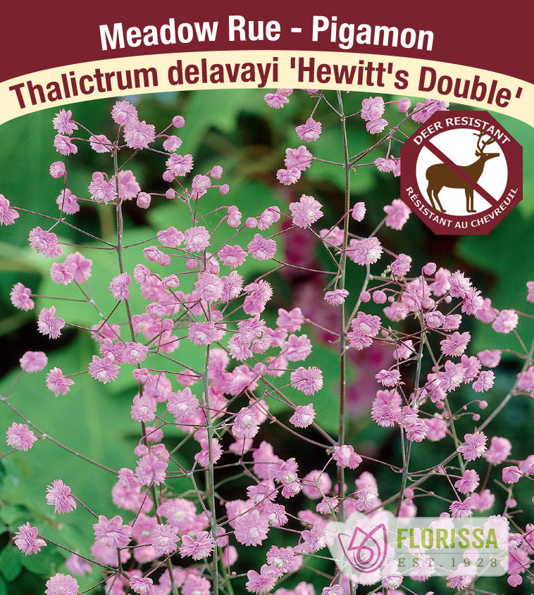 Thalictrum - delavayi Hewitt's Double