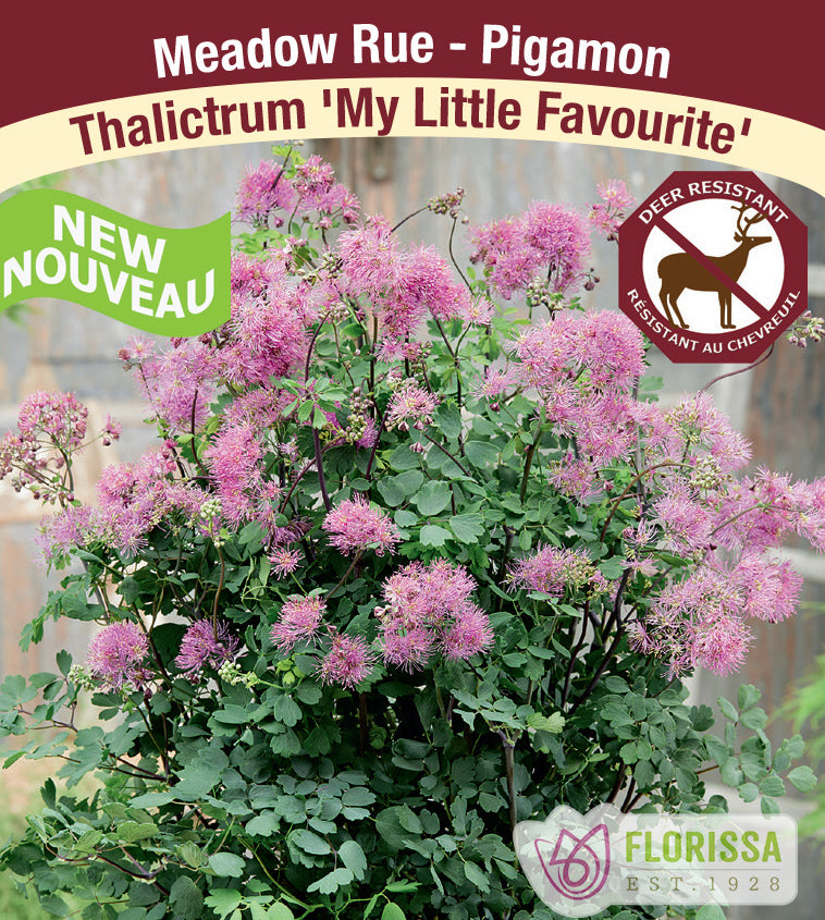 Thalictrum - My Little Favourite